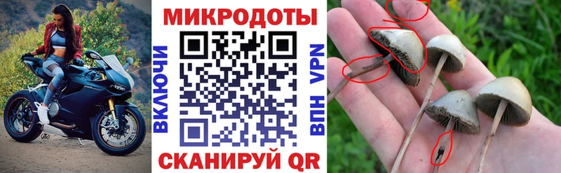 Псилоцибиновые грибы Psilocybe  Долгопрудный 